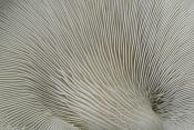 schelpzwam (pleurocybella porrigens) 6681